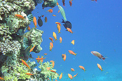 dagtocht koraalrif